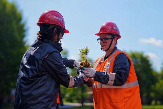 Михайловский ГОК высадил 50 тысяч деревьев в Курской области